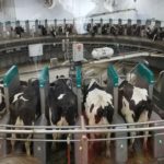 Qual robotic milking machine