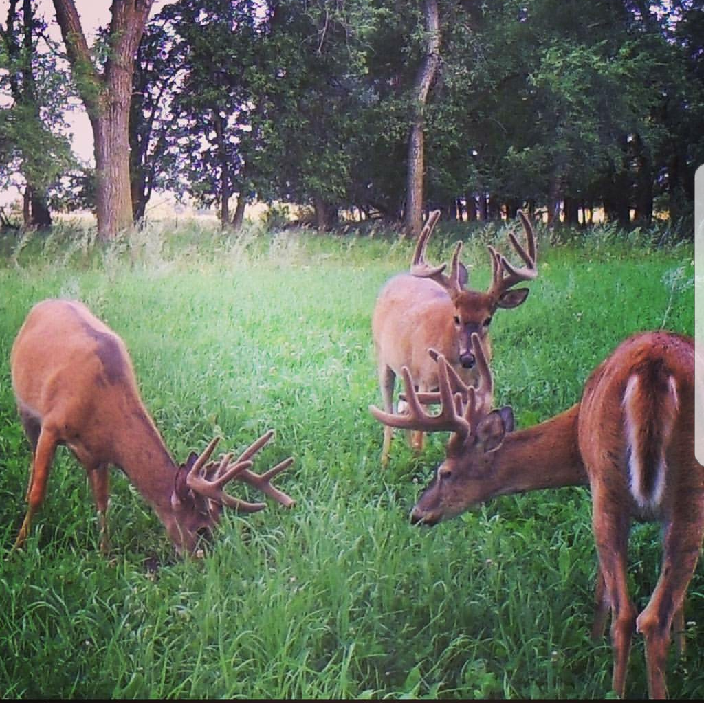 Bucks in Field